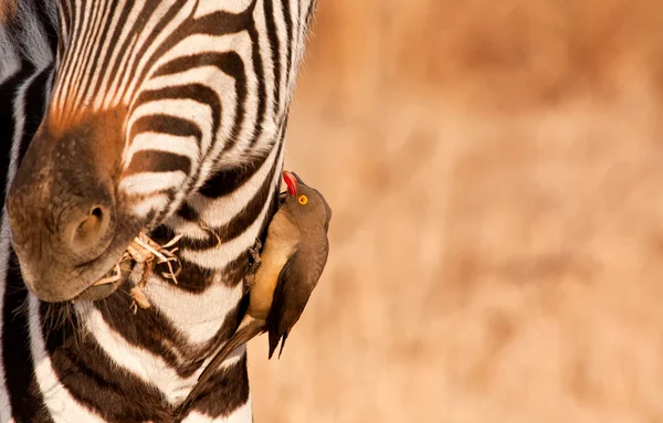 Redbilled-oxpecker pecking on zebra's neck — Stock Photo, Image