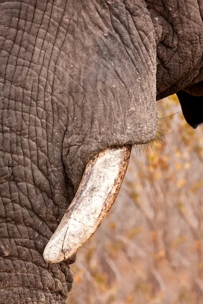 Diente de elefante joven — Foto de Stock
