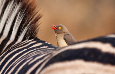 Redbilled-oxpecker zebra'nın arkasında oturan