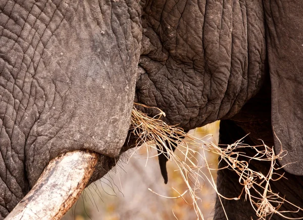 Közeli kép: elefánt eszik — Stock Fotó