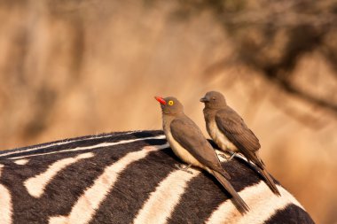 Two redbilled oxpeckers clipart