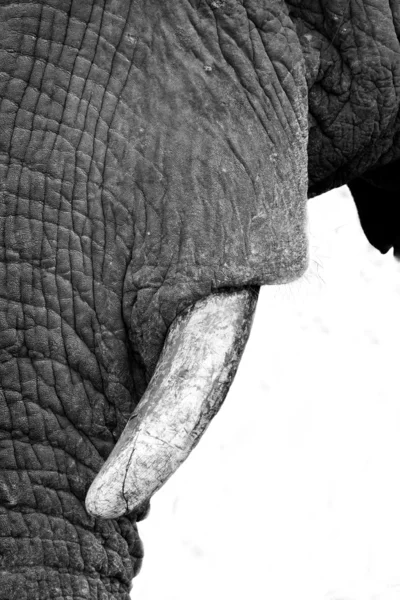 Černé a bílé sloní zub — Stock fotografie