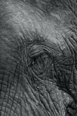 Close-up of an elephant's eye clipart