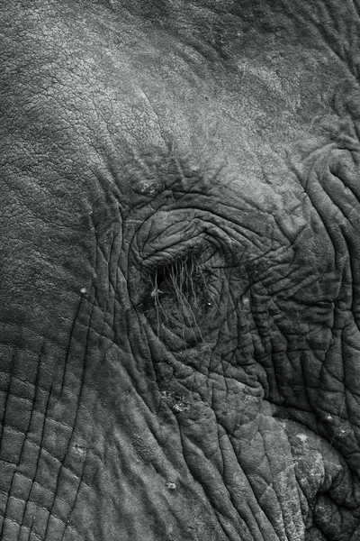 Крупный план слоновьего глаза — стоковое фото