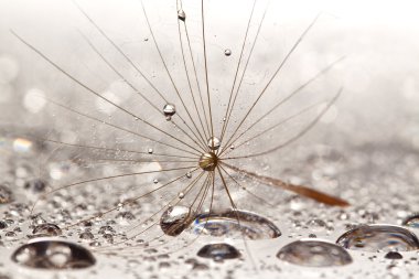 Brown dandilion on wet, silver surface clipart