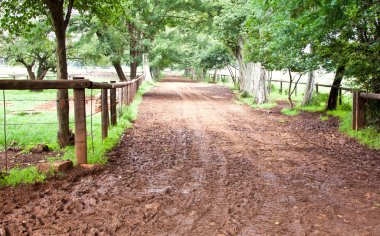 Ağaçların altındaki yol.