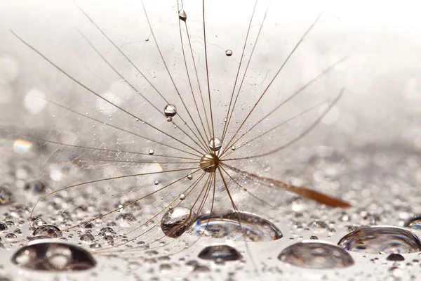 Brown dandilion on wet, silver surface — Stock Photo, Image