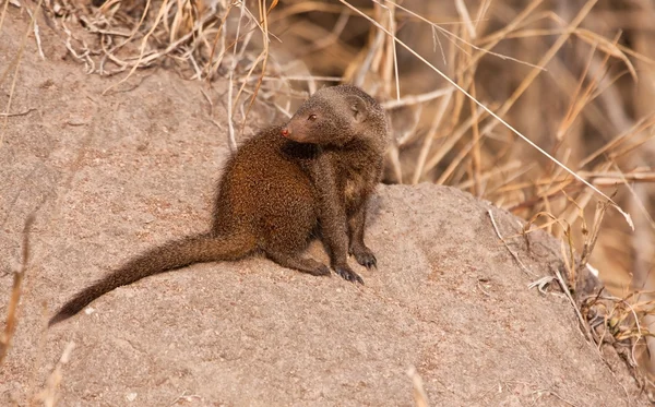 Mongoos nano seduto al sole — Foto Stock