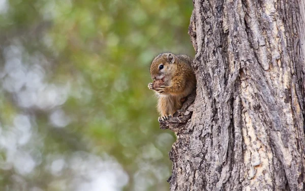 Σκίουρος δέντρο που τρώει ένα καρύδι — Φωτογραφία Αρχείου
