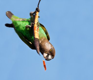 Cape Parrot eating on a dry branch clipart