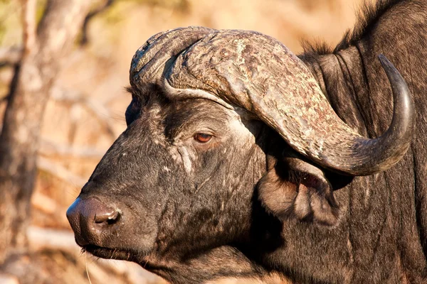 Bir buffalo kafası Close-Up — Stok fotoğraf