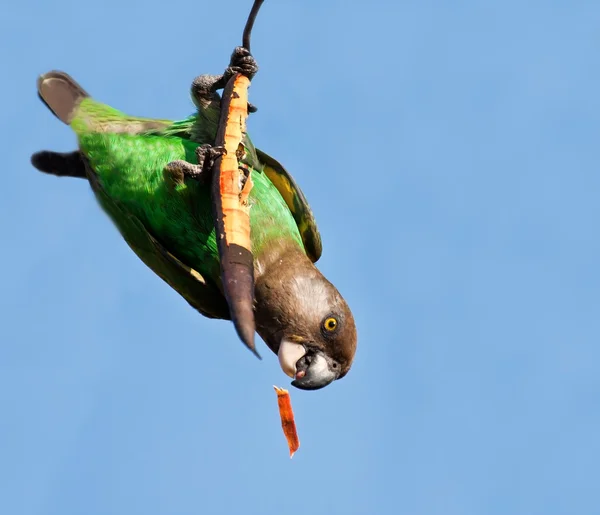 Stock image Cape Parrot eating on a dry branch