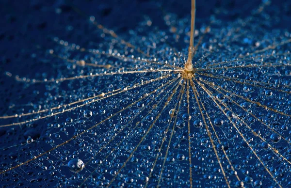 Dandilion semeno na modrém povrchu — Stock fotografie