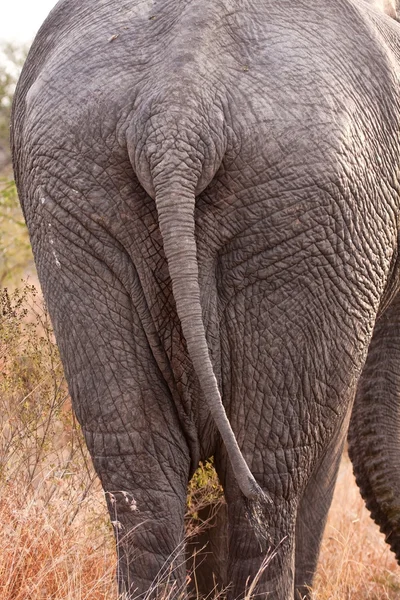 Elephant from behind — Stock Photo, Image