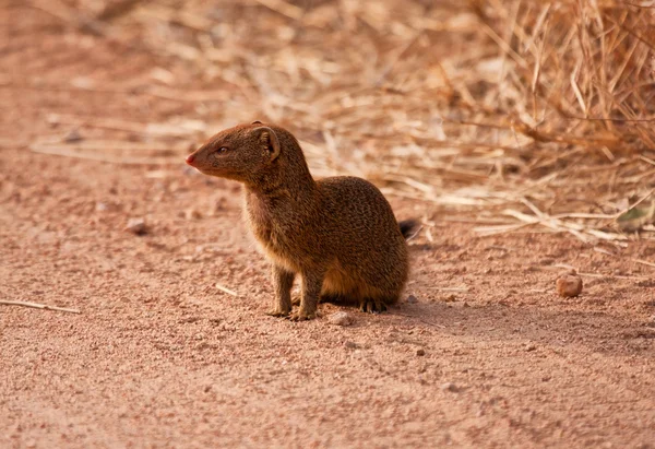 Small mongoos sitting in the dirt road — Stock Photo, Image