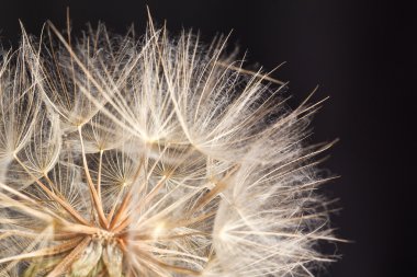 Dandilion seeds ready to be blown away clipart