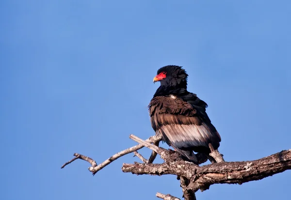Adult bateleur sitting on a branch — Stock Photo, Image