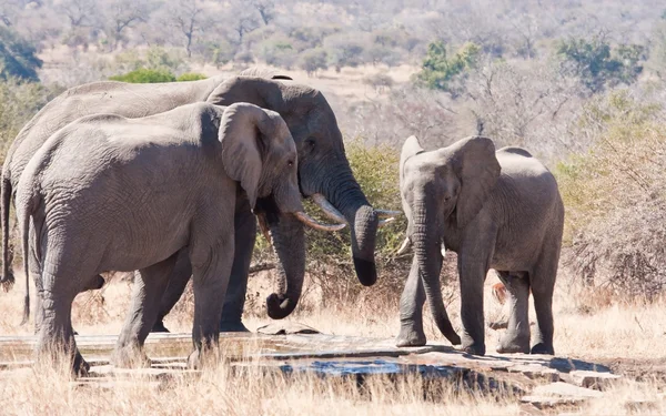 Tree elephants drinking water — Stock Photo, Image