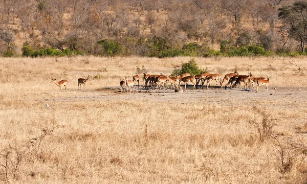 Manada de impala água potável — Fotografia de Stock