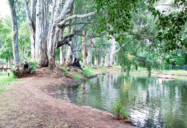 Маленький пруд с деревьями — стоковое фото