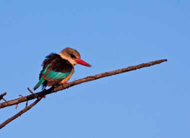 bir levrek oturan brown-hoode arası kingfisher