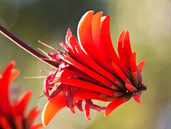 Red flower hanging from a tree — Stock Photo, Image