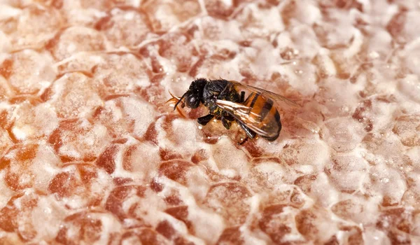 Одинокая пчела на желтой соте — стоковое фото