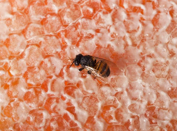 Μέλισσα μέλι στην κηρήθρα — Φωτογραφία Αρχείου