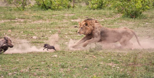 Leão macho perseguindo bebê wartog — Fotografia de Stock