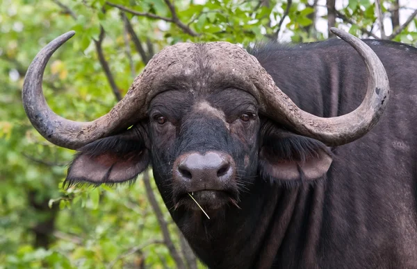Retrato de touro de búfalo — Fotografia de Stock