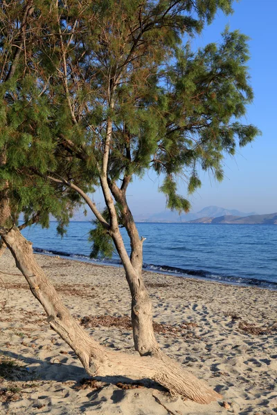 Grecia. La isla de Kos. Playa de Tigaki . — Foto de Stock