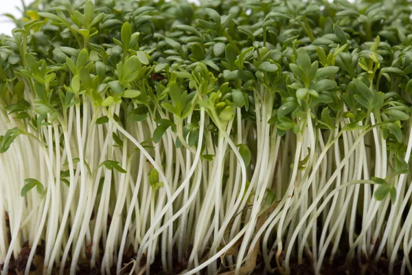 Cress seedlings isolated on white backgroun — Stock Photo, Image