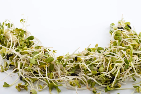 stock image Fresh alfalfa sprouts isolated on white background