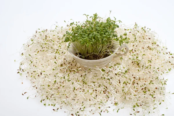 新鲜苜蓿芽和水芹在白色背景上 — 图库照片