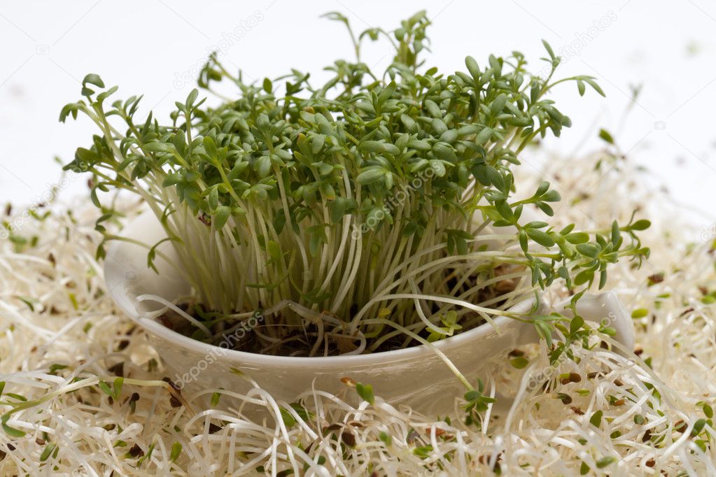 Fresh alfalfa sprouts and cress on white background