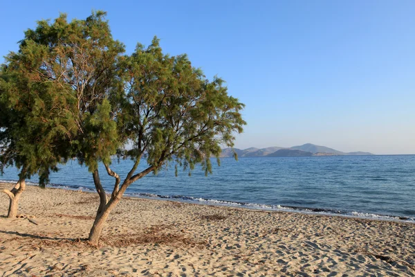 Grecia. Isola di Kos. Spiaggia di Tigaki . — Foto Stock