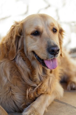 Güzel golden retriever