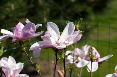 Magnolia flowers in springtime