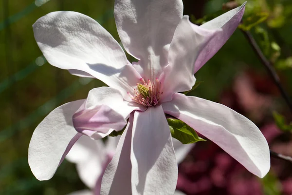 stock image Magnolia flowers in springtime