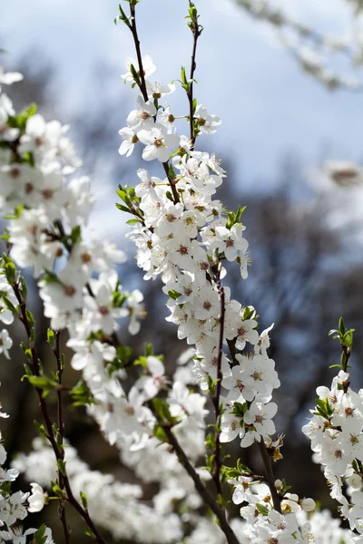 Flores das flores de cereja em um dia de primavera — Fotografia de Stock