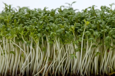 Cress seedlings isolated on white backgroun clipart