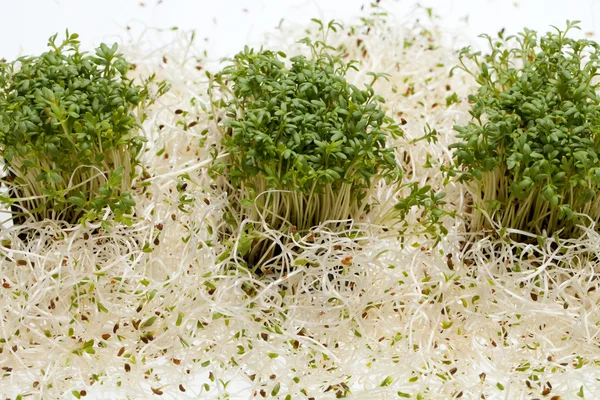 Brotes frescos de alfalfa y berros sobre fondo blanco — Foto de Stock