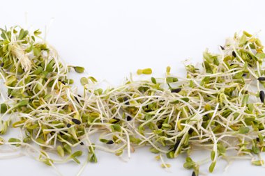 Fresh alfalfa sprouts isolated on white background clipart