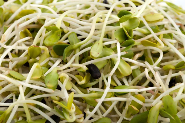 Fresh alfalfa sprouts isolated on white background — Stock Photo, Image