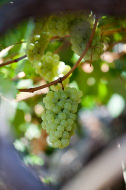 White grapes in the vineyard clipart