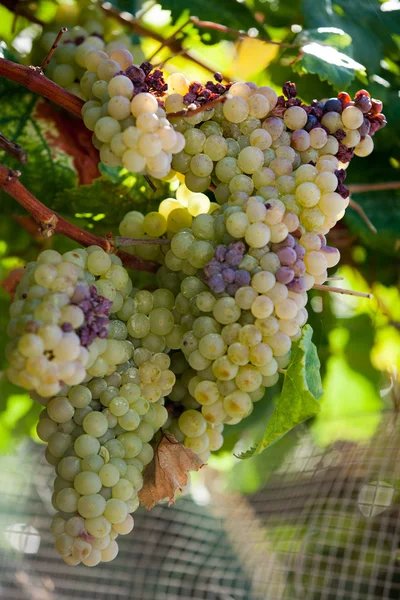 Uvas brancas na vinha — Fotografia de Stock