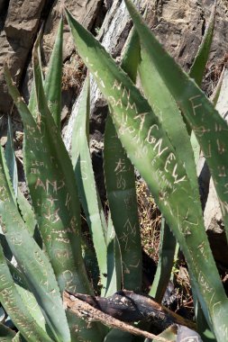 aşk itirafı yaprak aloe üzerinde