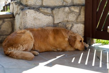 Güzel golden retriever