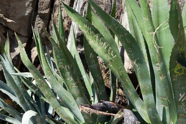 stock image Love confession on leaf Aloe