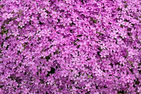 Aubrieta cultorum - kleine rosa oder lila Blüten — Stockfoto